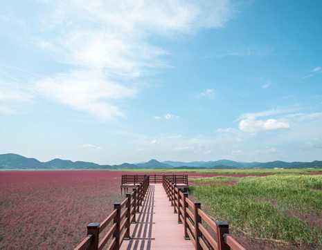 Suncheonman Bay Wetland4